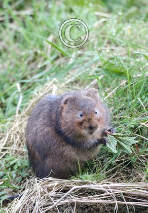 Water Vole 8 DM0369